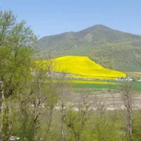 استخردار تنگراه جنگلی ویلا ۶۰۰ متری|اجارهٔ کوتاهمدت ویلا و باغ|گنبد کاووس, |دیوار