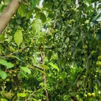 باغ میوه|فروش زمین و ملک کلنگی|ضیاء آباد, |دیوار