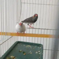 فنچ آواز خوان