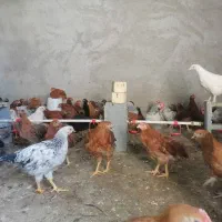 جوجه خروس و مرغ محلی|حیوانات مزرعه|جهرم, |دیوار