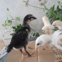 جوجه لاری