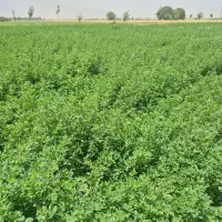 یونجه|لوازم جانبی حیوانات|تهران, افسریه جنوبی|دیوار