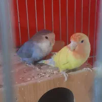 طوطی کوتوله|پرنده|تیران, |دیوار