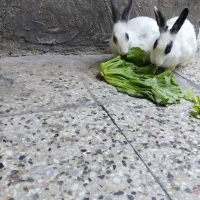 خرگوش ها نره وماد ،۱ساله وچند ماه قیمت دونه۳۰۰هزار|موش و خرگوش|پلدختر, |دیوار