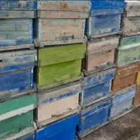 فروش کندوی زنبور عسل در حد نو