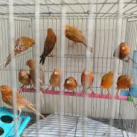 قناری جوجه دارچینی کاغذی