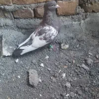 ماده سینه مشکی