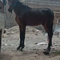 کره نریان 2سال|اسب و تجهیزات اسبسواری|میناب, |دیوار