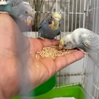 مرغ عشق جوان|پرنده|رشت, استادسرا|دیوار