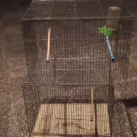 قفس|لوازم جانبی حیوانات|فولادشهر, مسکن مهر فولادشهر|دیوار