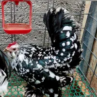 یک ست یوسل بلژیکی بلک متلد حرفه ای و کیفیت بالا