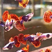 گوپی بیگ ایر چیلی موزاییک