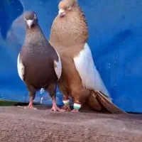 سینه زرد عتیقه کلکسیونی جوانه کشیده و درشت دمسفید