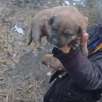 توله بیتبول بولی|سگ|هشتگرد, قاسم آباد بزرگ|دیوار