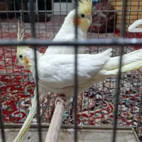 عروس هلندی و مرغ عشق پروانه ای