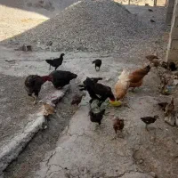 مرغ  محلی و مرغ و خروس لاری