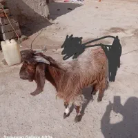 حراجی .. کهره نر بز مری چاق 4500