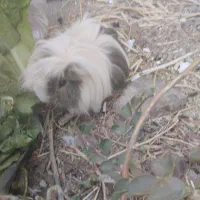 خوکچه هندی|موش و خرگوش|اسدآباد, |دیوار