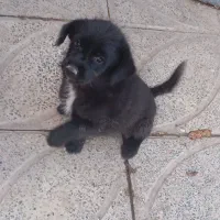 حیوانات|سگ|بم, |دیوار