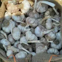 سیر بذری خشک