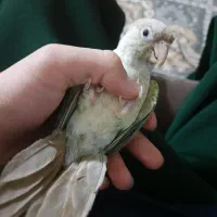 طوطی گرینچیک پایین اپل