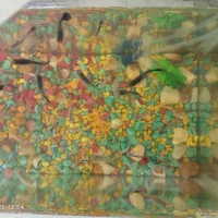 ماهی کوپی زیاد بفروش میرسد