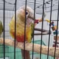 جفت گرینچیک رام سخنگو با قفس