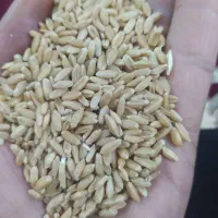 گندم سفید درجه یک آذر 2 موجود 10تن 3تن ابی بذری
