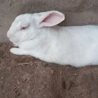 خرگوش