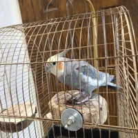 عروس هلندی|پرنده|تهران, خانی آباد نو شمالی|دیوار