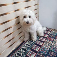 واگذاری پودل میکس