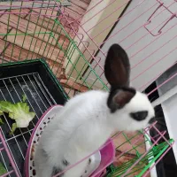 خرگوش نر|موش و خرگوش|کرج, حصارک بالا|دیوار