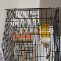 قفس با تمام وسایلش|لوازم جانبی حیوانات|سبزوار, فیاض|دیوار