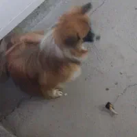 سگ خوب ماده