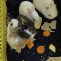 خرگوش  لوپ  سالم و بازی گوش