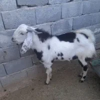 دو عدد کهر نر خانگی چاق