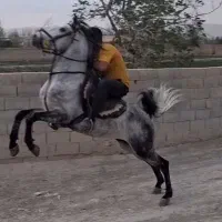 اسب سواریدار کورد شجره دار
