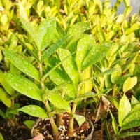 باغبانی‌‌وفضای‌سبز