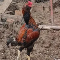 فروش خروس لاری با دانگ بالا