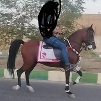 اسب کرد زیبا