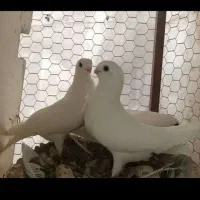 کفتر نوک فنجی