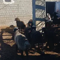 بره نر شین بش|حیوانات مزرعه|نقده, |دیوار