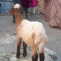 بره ماده پاک پاک گارانتی دار بفروش میرسدچت