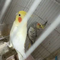 عروس هلندی دستی|پرنده|مشهد, کارگران|دیوار