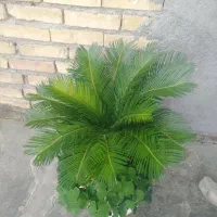 گل سیکاس