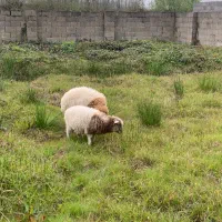 گوسفند نر و ماده خوشگل و تمیز