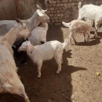 ۳راس شاه بز سانن باجمعن۸کیلو شیربابزغاله های بزرگ