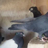 زاغ آبادانی قیل چشم نک سفید|پرنده|زیباشهر, |دیوار