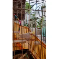 عروس هلندی سفید|پرنده|تهران, جنت‌آباد مرکزی|دیوار