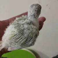 جوجه گرینچک مونچیک